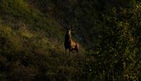 Cerf 10